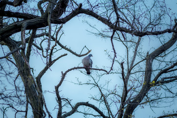 ptak na suchej gałęzi drzewa 