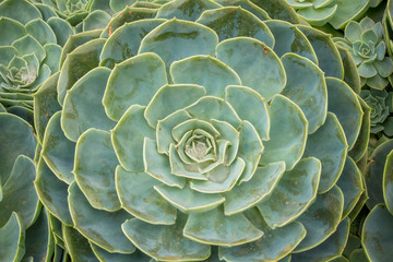 Cactus and Succulent Echeveria (Crassulaceae Echeveria sp.).A succulent flower shaped like a rose.