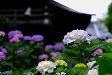 hydrangea in temple