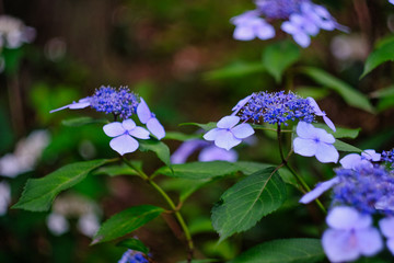 blue hydrangea in the garden
