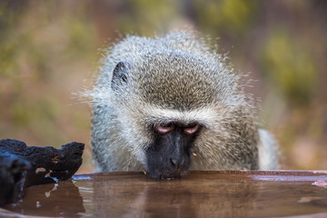 Portrait of Vervet monkey drinking at pond in Kruger National park, South Africa ; Specie Chlorocebus pygerythrus family of Cercopithecidae