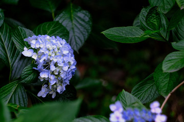 blue hydrangea in the garden