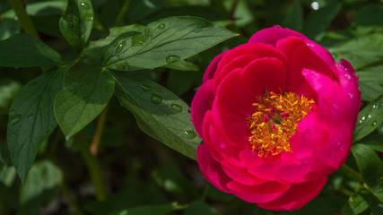 シャクヤクの花　アップ