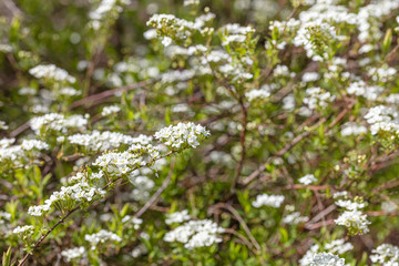 White delicate flowers,
white inflorescences of flowers on a blurry green background