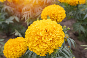 Marigold in bloom, Orange yellow bunch of flowers with green leaves..