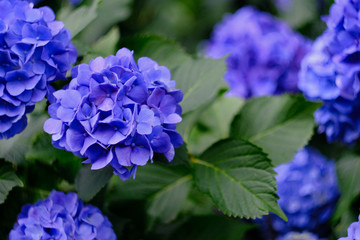 blue hydrangea flowers