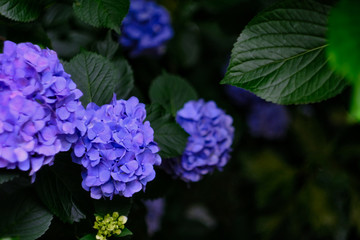 blue and purple hydrangea