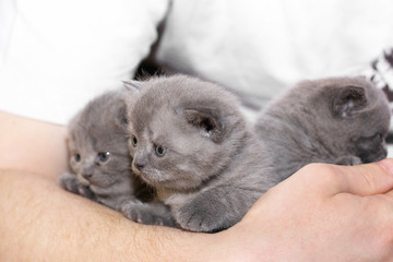 Three little kittens in their hands. Felis catus. Cat. blue eyes