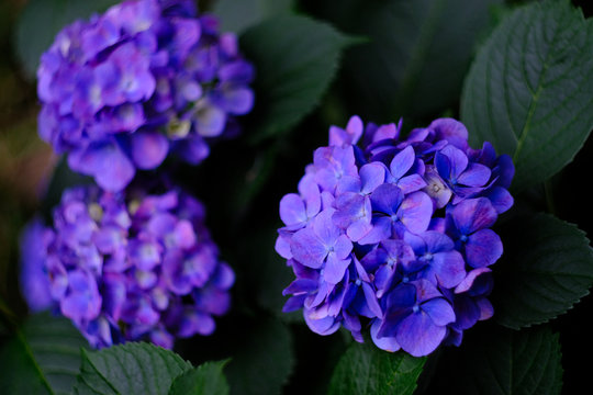 blue hydrangea flowers