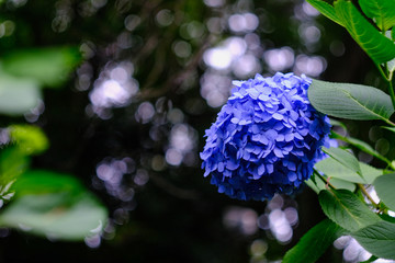 blue hydrangea