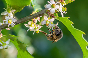 pszczoła na kwiatach krzewu  kolczastego