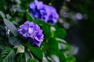 blue hydrangea in the garden