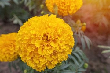 Marigold in bloom, Orange yellow bunch of flowers with green leaves..