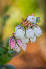 kwiaty borówki amerykańskiej na rozmytym tle © Henryk Niestrój