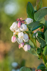kwiaty borówki amerykańskiej na rozmytym tle © Henryk Niestrój