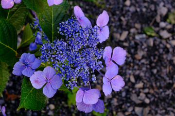 blue hydrangea