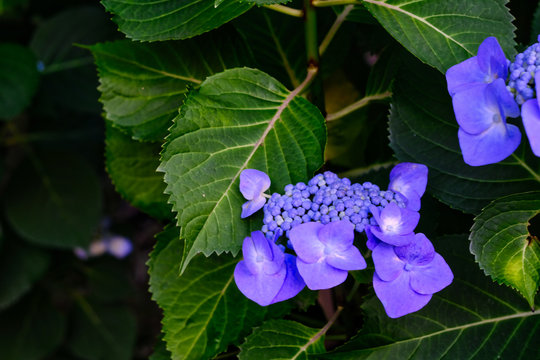blue hydrangea and leaves