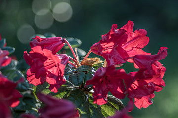 czerwone kwiaty rododendronu na rozmytym tle - obrazy, fototapety, plakaty