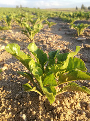 Agricultural environment. Young green plant. Close up of white root crop for the industrial production of sugar. Sugar beet root crop. Spanish countryside, Iberian Peninsula, EU agriculture.