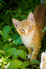 Naklejka na ściany i meble Red cat in garden