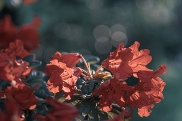 czerwone kwiaty rododendronu na rozmytym tle © Henryk Niestrój