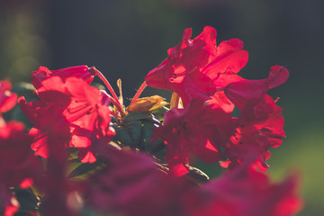 czerwone kwiaty rododendronu na rozmytym tle © Henryk Niestrój