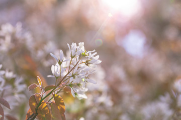 White delicate flowers,
white inflorescences of flowers on a blurry pink background