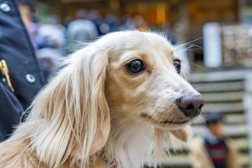 ミニチュアダックスフント