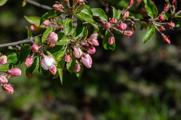 The apple tree begins to bloom