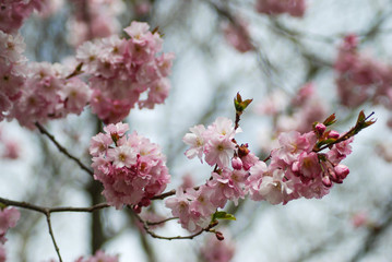 cherry tree blossom
