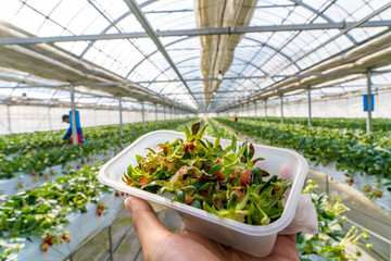 いちご狩りの残骸