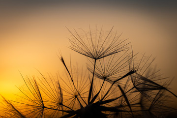 A close up of dandelion seeds against a sunset sky, with a shallow depth of field