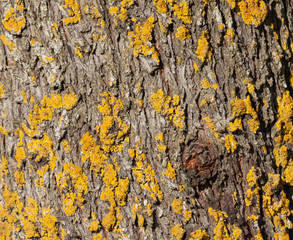 Pine bark texture for background 