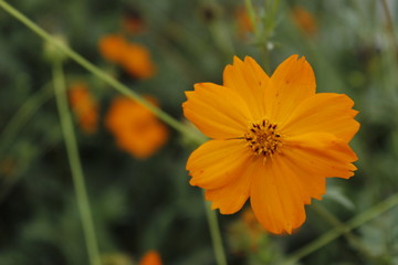 Beauty orange flower in the garden