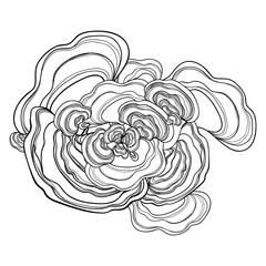 Bunch with outline Trametes or Coriolus versicolor or Turkey tail mushroom in black isolated on white background.