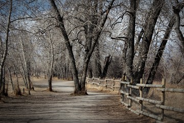 trees in dog park