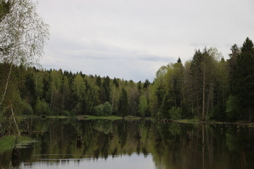 Fototapeta na wymiar Forest Lake