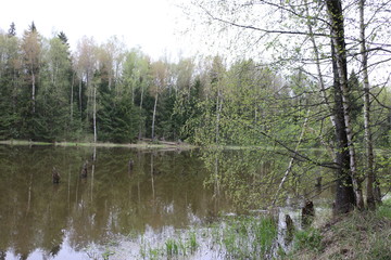 lake in the forest