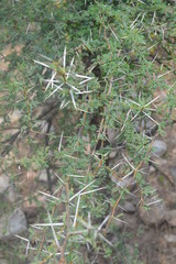 grass in the forest