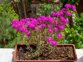 Violet color hardy ice plant flowers growing on the balcony