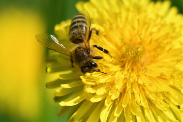 Macrophotography of bee polinating yellow dandelion in blossom 