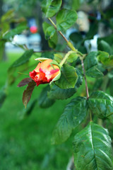 New red rose bud. Young graceful spray rose. A small bud of a blooming flower. Closeup of a rose bud in a garden. Natural background.