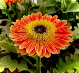 orange dahlia flower