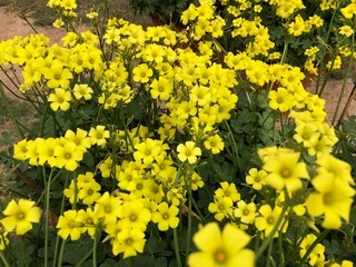 yellow flowers in spring