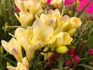 yellow and red tulips