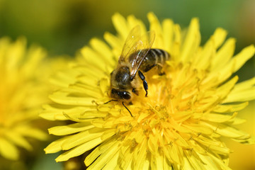 Bee collects pollen from a yellow flowering dandelion