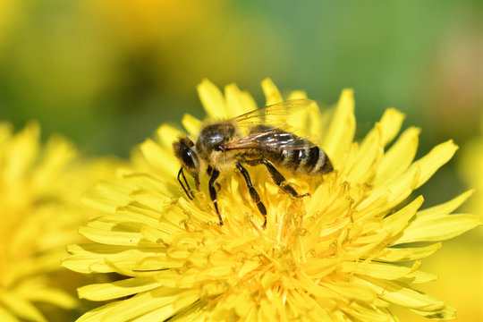 Macrophotography of bee polinating yellow dandelion in blossom 