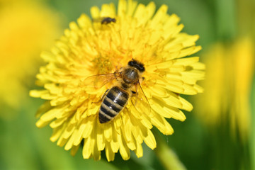 Honey bee flies on blooming dandelion and collecting pollen macro