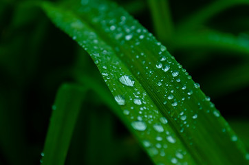 Iris leaf with water drops