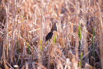 Adult female red-winged blackbird seen perched on pile of dry grasses in the Léon-Provancher marsh during a golden hour morning, Neuville, Quebec, Canada